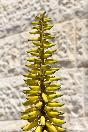 170414-CactusGarden-9999_39-2