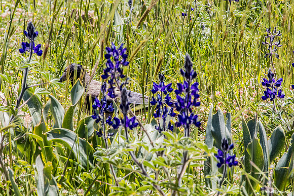 Crow Hiding Amongst the Lupins 220328-8