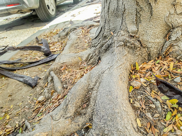 Roots of Urban Carob  Tree 2
