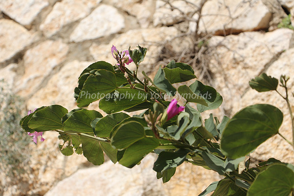Natural Beauty Out of Rocks
