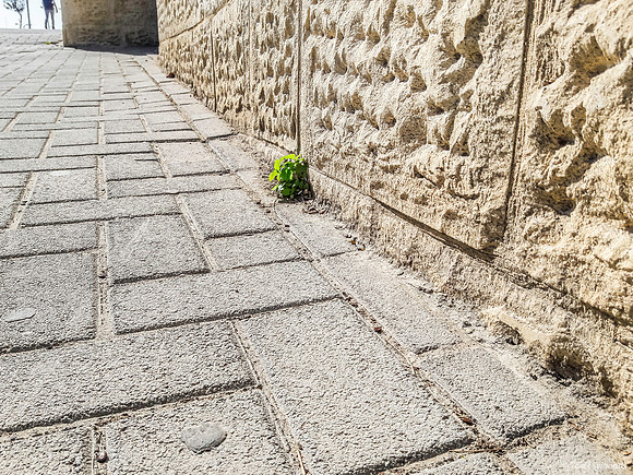 Sprouting from Hard Cracks 191112-2