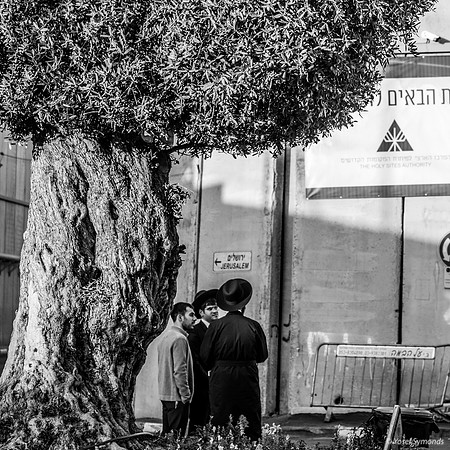 The Olive Tree 221107-13