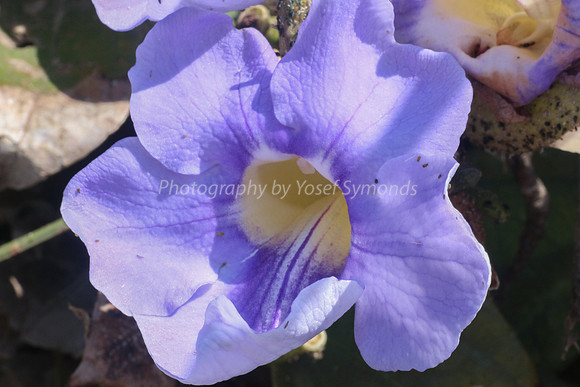 Morning Glory 170416-3