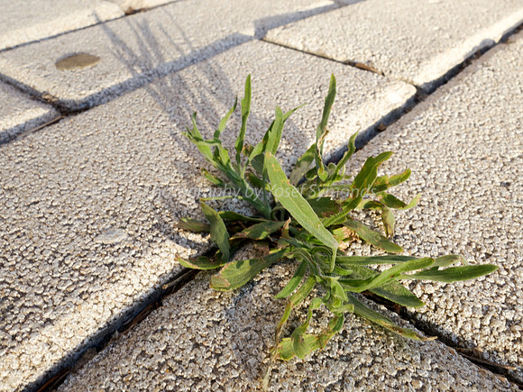 Cracks - May16 5