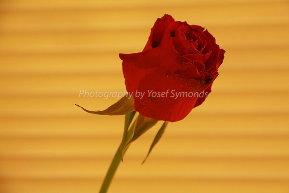 Red Rose 1