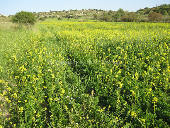 Yellow Flowers in Yarmut Valley 2014-1