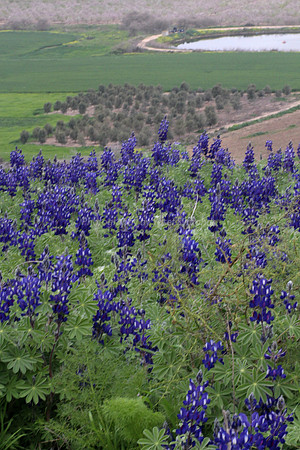 Hilltop Lupins Overlook Fields and Lake of Kibbutz 1