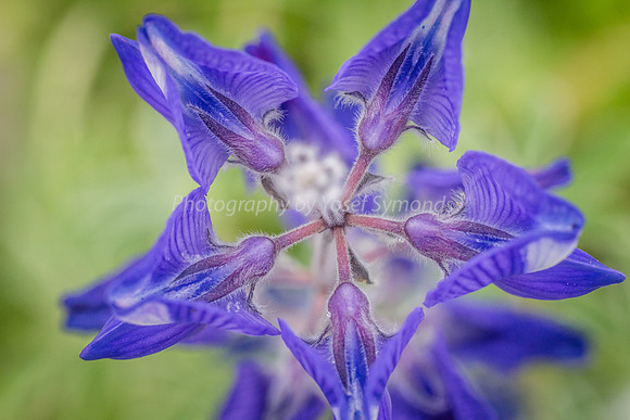 Purple Flower 180208-1