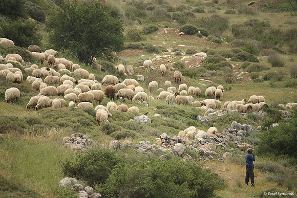 SheepFlockRBS_7638