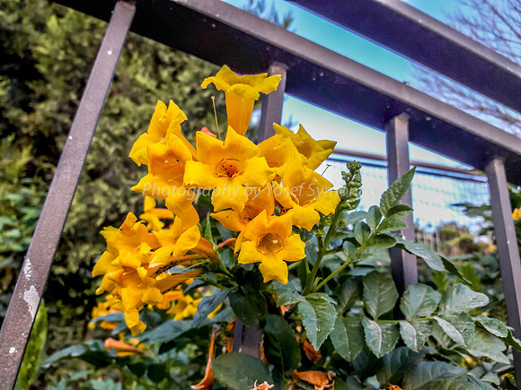 Yellow Trumpet Flower 1