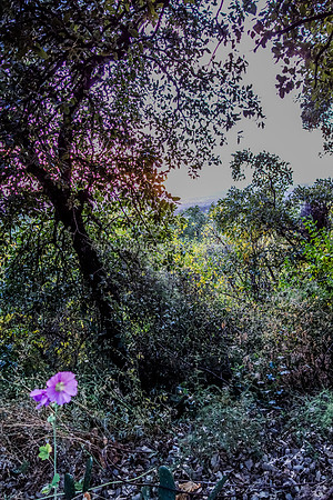 Through the Enchanted Foliage 22