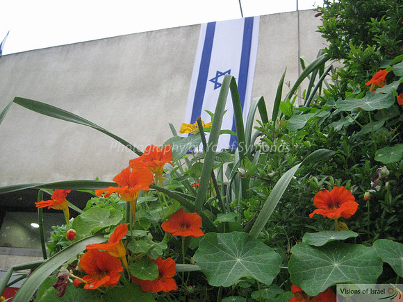 Nasturtiums in front of Israel Flag , Har Hotzvim.