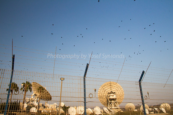 Satellite Dishes and Birds in Sky 170721-1