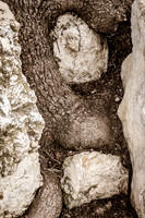 Tree Roots Intertwined with Rocks