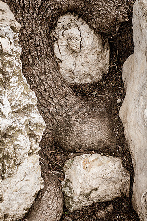 Tree Roots Intertwined with Rocks