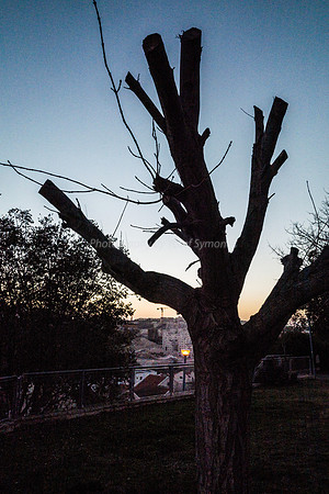 Pruned Tree Maor Park 181218-1