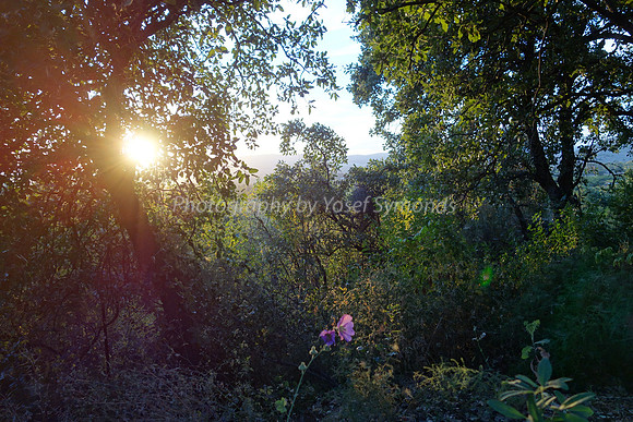 Through the Enchanted Foliage 2