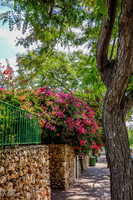 Fence and Flowers 140613-2