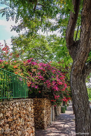 Fence and Flowers 140613-2