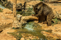 Biblical Bears 180905-8