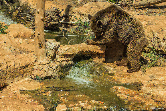 Biblical Bears 180905-8