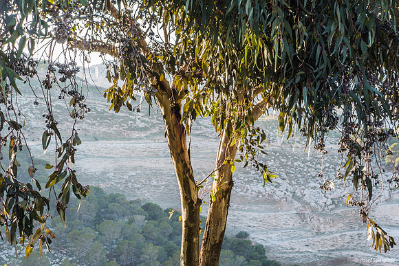 Eucalyptus Tree with East Jerusalem Hills in Background 23011-7