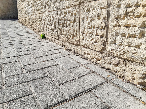Sprouting from Hard Cracks 191112-1
