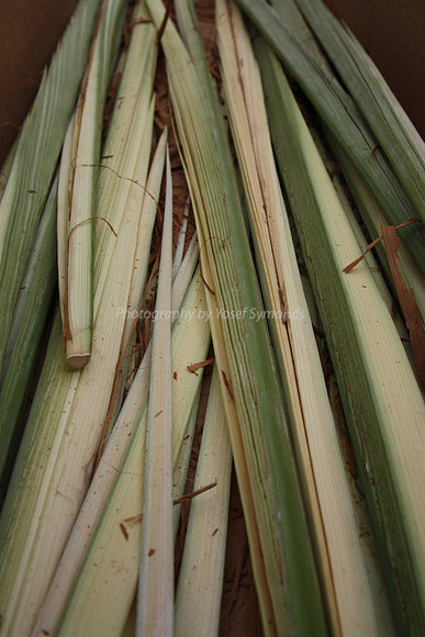 Palm Branches - Lulav