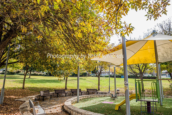 Fall Leaves 181120-1