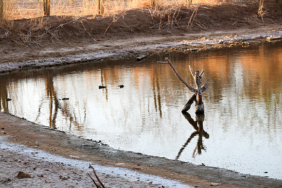 Tree Stump in Southern Lake 4