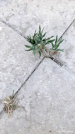 Cracks 170709-2