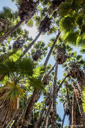 Washington Palm Grove 240516-1