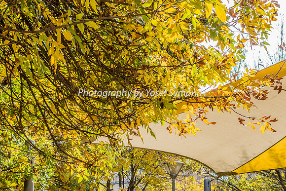 Fall Leaves 181120-3