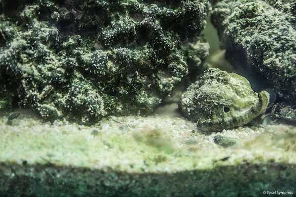 Aquarium Showing Chilazon Shell 2