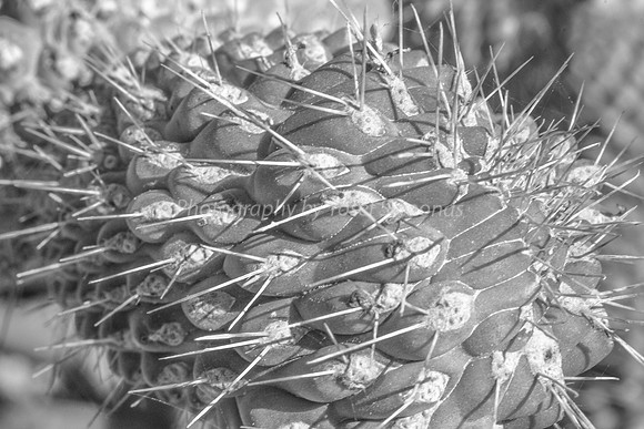 170414-CactusGarden-9999_9-2