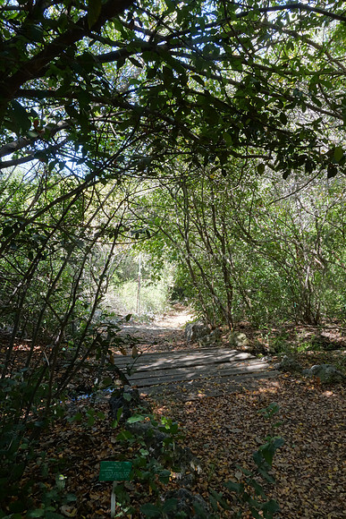 Leafy Path 8