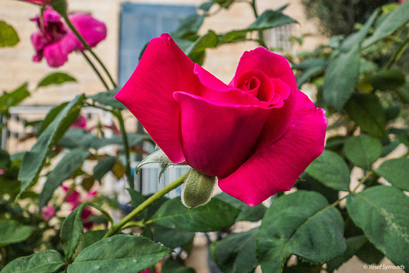 Roses and Building 200630-2