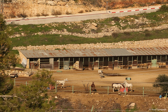 Stables - Jerusalem Forest 2