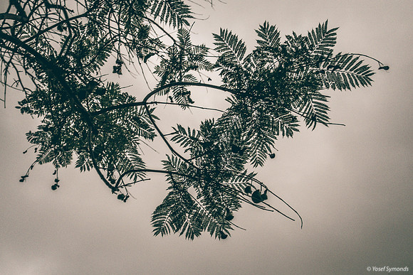 Jacaranda Unsaturated 181018-3