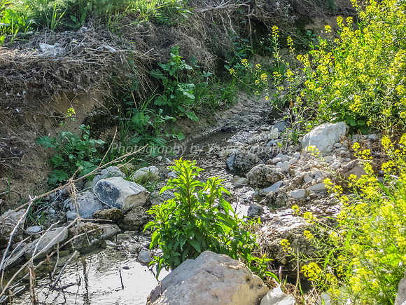 Stream in Yarmut Valley 2014-1