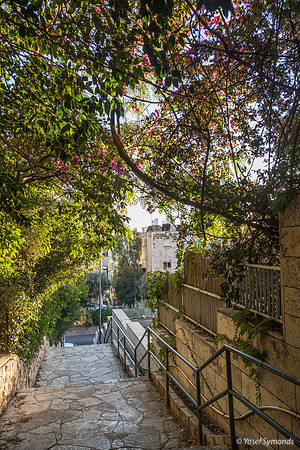 Afternoon Light on Jerusalem Trees 181028-3