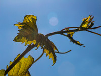 Passionfruit Vine 170414-3
