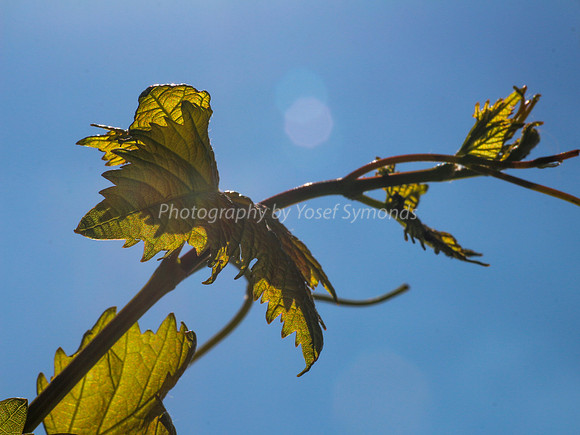Passionfruit Vine 170414-3