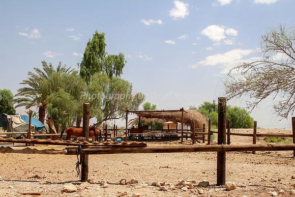 Horse Enclosure at Kibbutz Samar - 1
