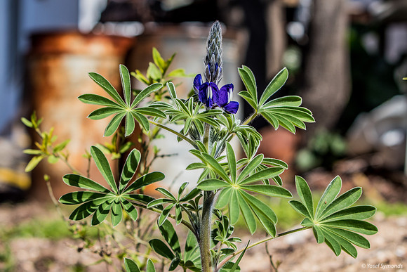 Early Lupin in Man Environment 200228-1