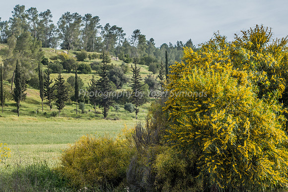 Wattle and Fields in Ella Valley 6