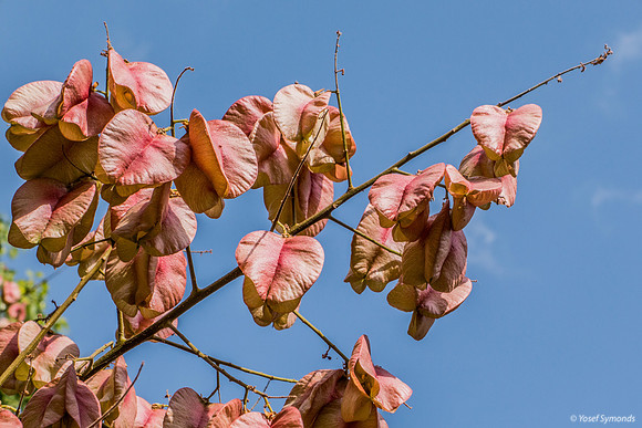 Park Ayalon Tangerine Petals 3