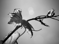 Passionfruit Vine 170414-6