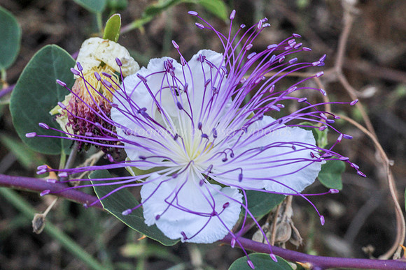 130528-Hula_Valley-2338-2