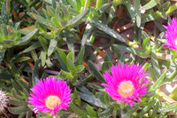 170414-CactusGarden-9999_45-2